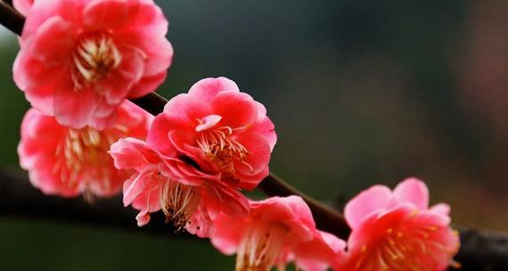 梅花象征着什么精神？梅花的精神象征意义有哪些？