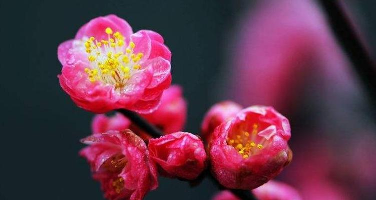 梅花象征着什么精神？梅花的精神象征意义有哪些？