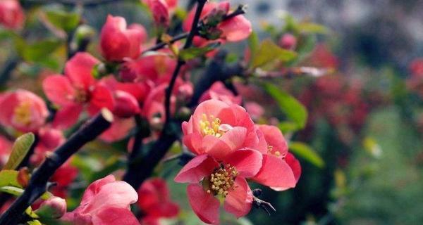 梅花象征着什么？梅花的寓意和文化含义是什么？