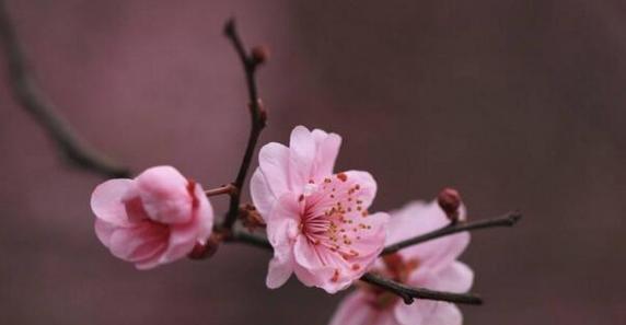 梅花象征着什么？梅花的寓意和文化含义是什么？