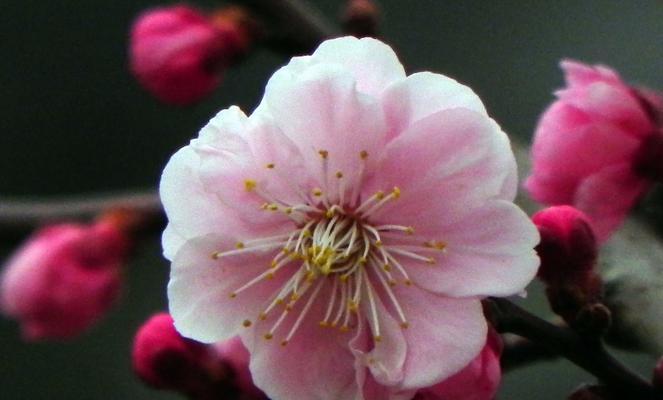 梅花象征着什么？梅花的寓意和文化含义是什么？