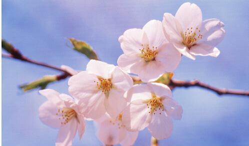 梅花花语象征意义是什么？梅花代表了哪些美好寓意？