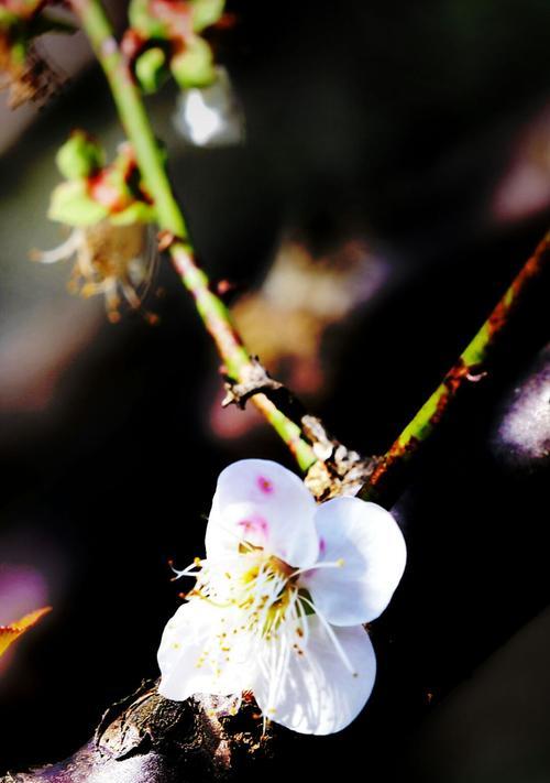 梅花花语象征意义是什么？梅花代表了哪些美好寓意？