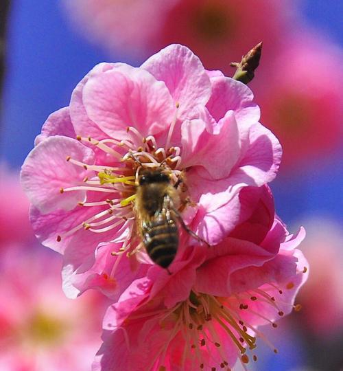 梅花花语象征意义是什么？梅花代表了哪些美好寓意？