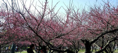 梅花花语是什么意思？梅花象征着什么？