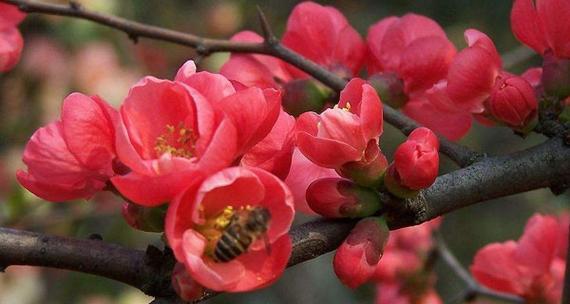 梅花花语是什么意思？梅花象征着什么？
