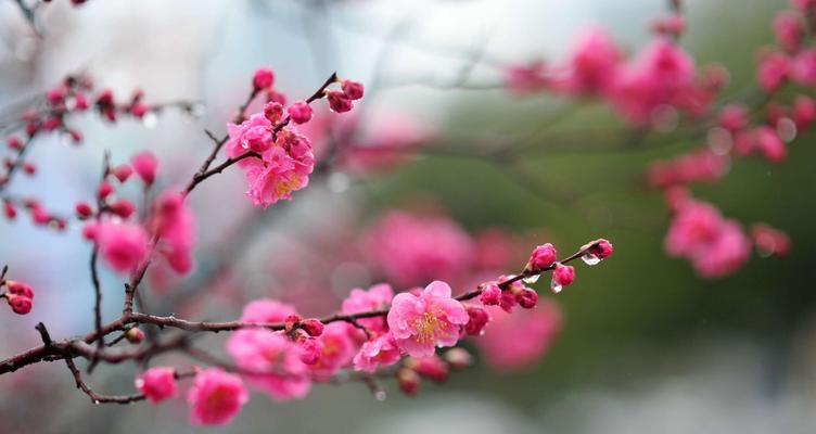 梅花代表什么含义？梅花的象征意义有哪些？