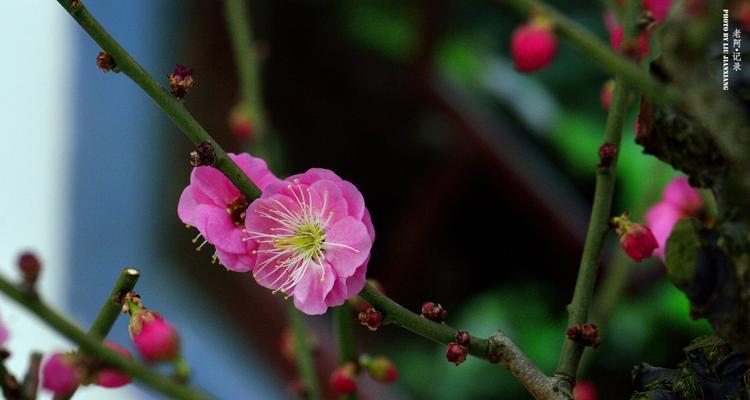 梅花代表什么含义？梅花的象征意义有哪些？