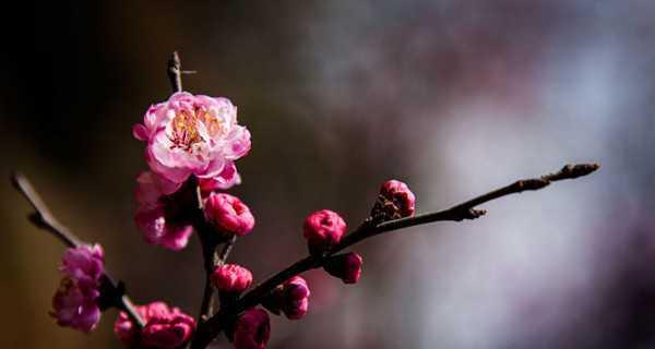 梅花象征什么意义？梅花的花语和文化内涵是什么？