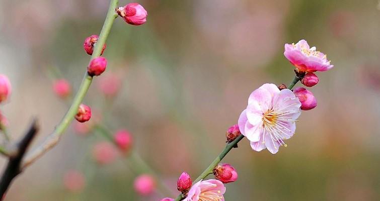 梅花象征什么意义？梅花的花语和文化内涵是什么？