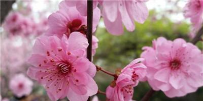 梅花象征什么意义？梅花的花语和文化内涵是什么？