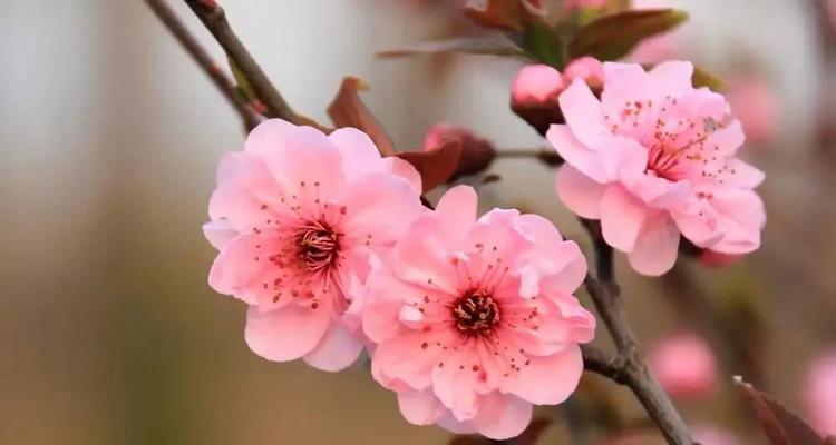 梅花象征着什么意义？梅花的花语和文化内涵是什么？
