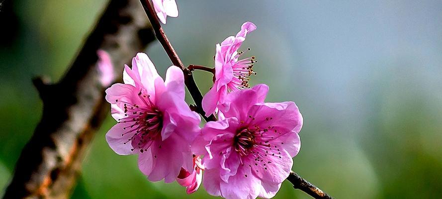 美人梅的花语是什么？如何正确解读美人梅的象征意义？