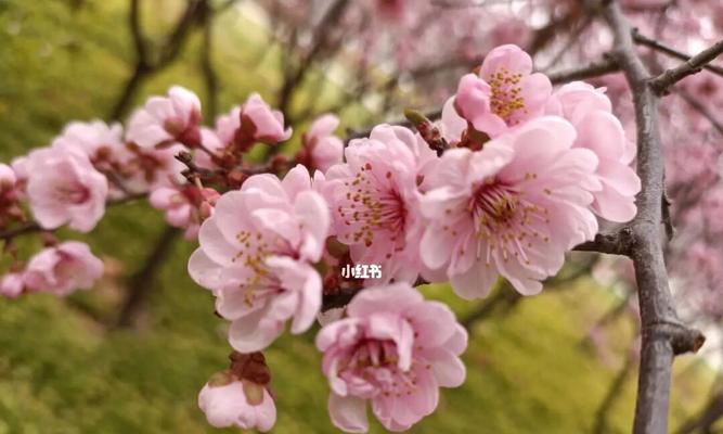 美人梅的花语是什么？如何正确解读美人梅的象征意义？