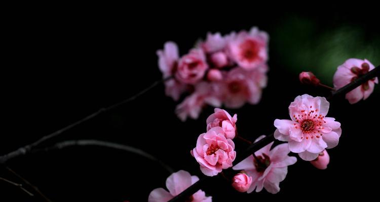 美人梅的花语是什么？如何正确解读美人梅的象征意义？
