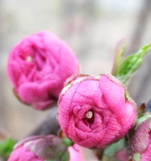 美人梅花语是什么？如何解读梅花的花语含义？