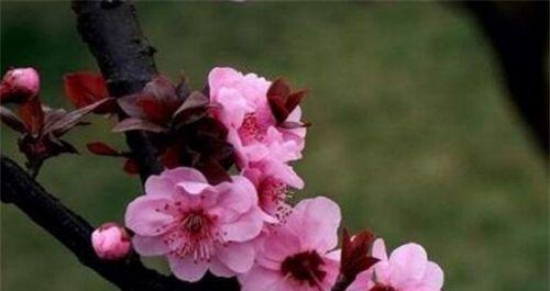 美人梅花语是什么？如何解读梅花的花语含义？