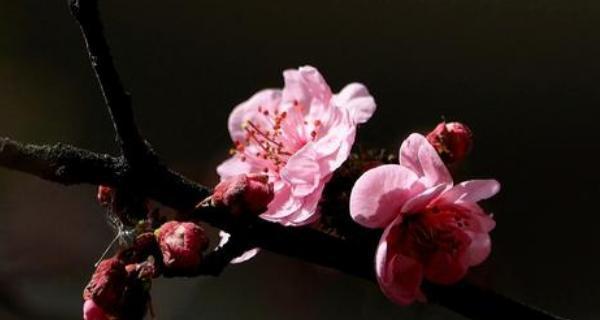 美人梅花语是什么？如何解读梅花的花语含义？