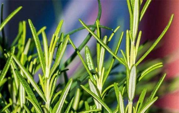 迷迭香的花语是什么？它在园艺和烹饪中的用途有哪些？
