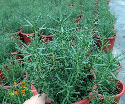 迷迭香花语是什么？有哪些关于迷迭香的传说故事？