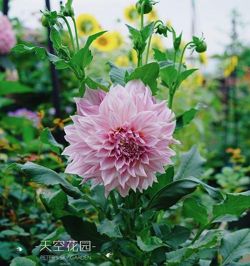 大丽花种球如何保存？最佳种植时间是什么时候？