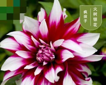 大丽花种球如何保存？最佳种植时间是什么时候？