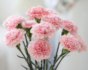 母亲节送康乃馨有什么含义？花语有哪些特别之处？