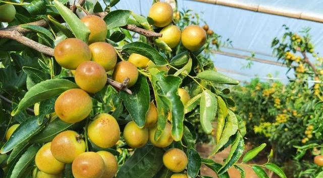 大荔冬枣何时成熟上市？最佳采摘季节是哪个月份？