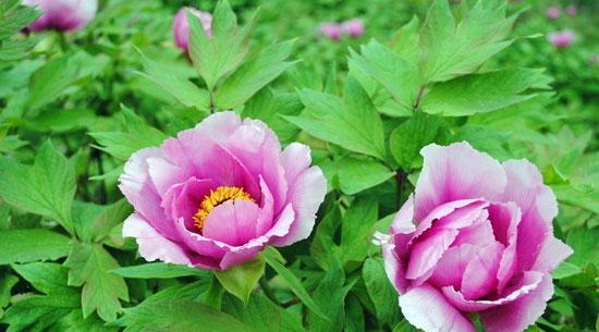 牡丹花的花语是什么？如何用牡丹花表达爱意？