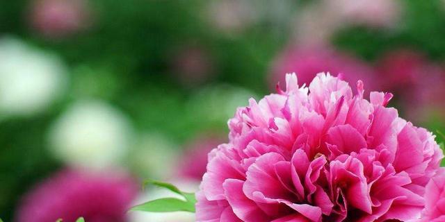 牡丹花的花语是什么？如何用牡丹花表达爱意？