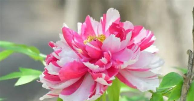 牡丹花的花语是什么？牡丹寓意有哪些常见问题解答？