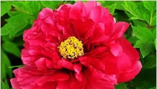 牡丹花的花语是什么？了解牡丹花的象征意义和文化内涵？