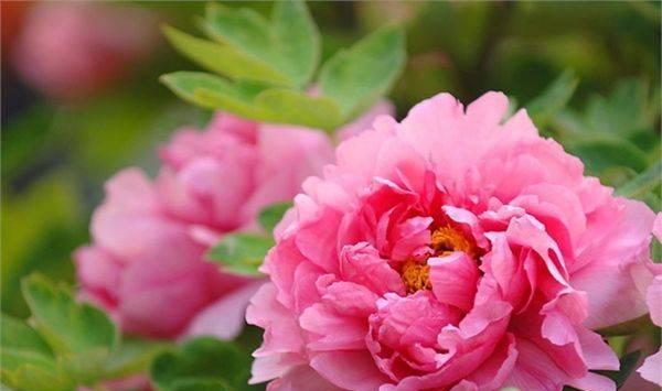 牡丹花的寓意和花语是什么？如何用牡丹花表达情感？