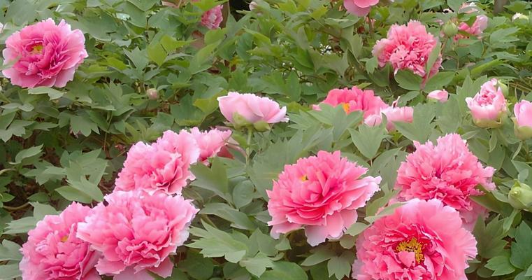 牡丹花的寓意和花语是什么？如何用牡丹花表达情感？