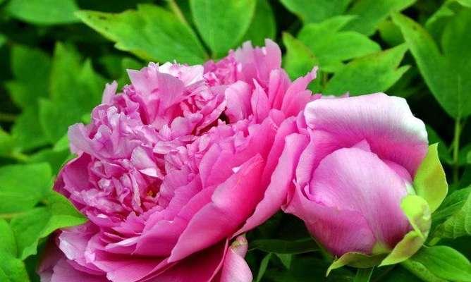 牡丹花的寓意和花语是什么？如何解读牡丹的象征意义？