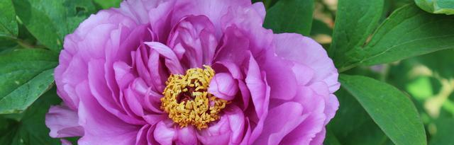 牡丹花花语是什么？了解牡丹花的象征意义和文化背景？
