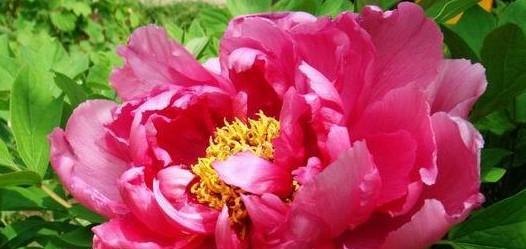 牡丹花花语是什么？了解牡丹花的象征意义和文化背景？