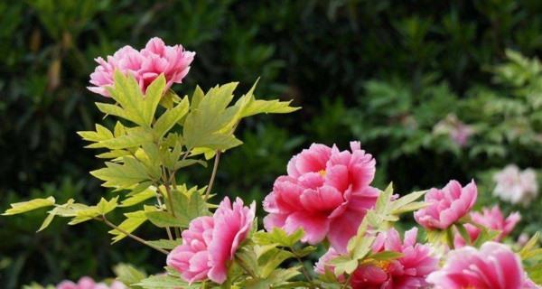 牡丹花语象征什么意义？如何理解牡丹的花语含义？