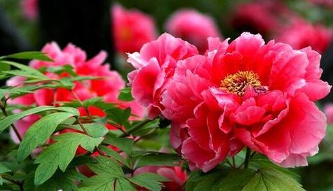 牡丹花语象征与寓意是什么？如何理解牡丹的花语？