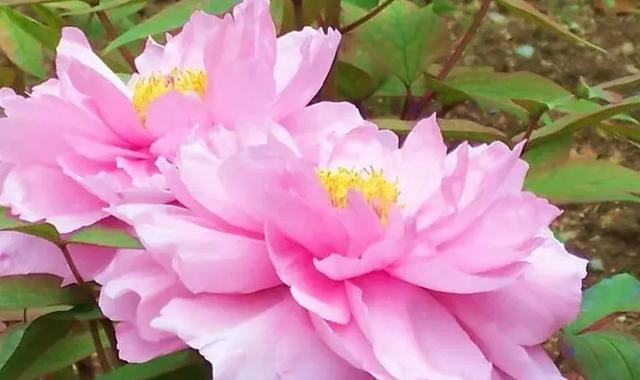 牡丹花语象征与寓意是什么？如何理解牡丹的花语？