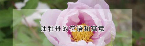 牡丹花语寓意象征是什么？如何理解牡丹的象征意义？
