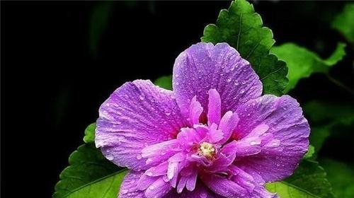 木槿在风水中代表什么？木槿的象征意义有哪些？