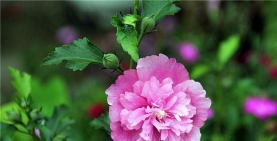 木槿花的花语是什么？木槿花象征着什么意义？