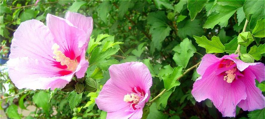 木槿花的花语是什么？如何用木槿花表达情感？