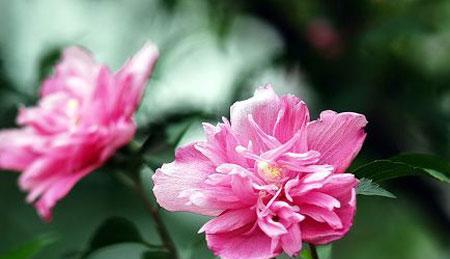 木槿花的花语是什么？如何用木槿花表达情感？