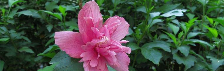 木槿花的花语代表什么？木槿花的含义有哪些？