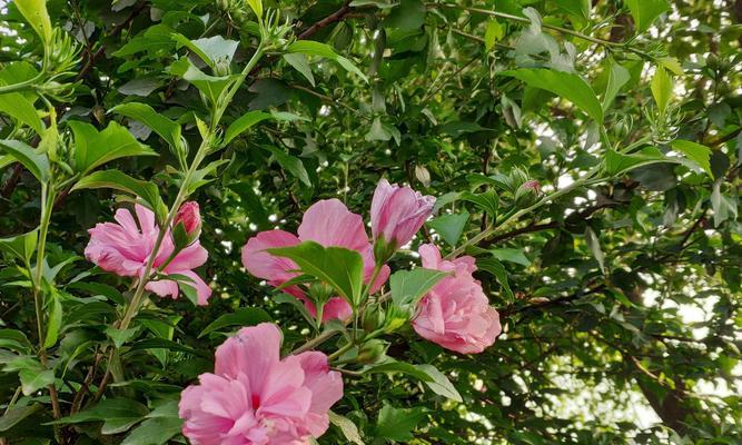 木槿花的花语代表什么？木槿花的含义有哪些？