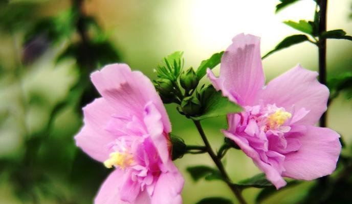 木槿花的花语代表什么？木槿花的含义有哪些？