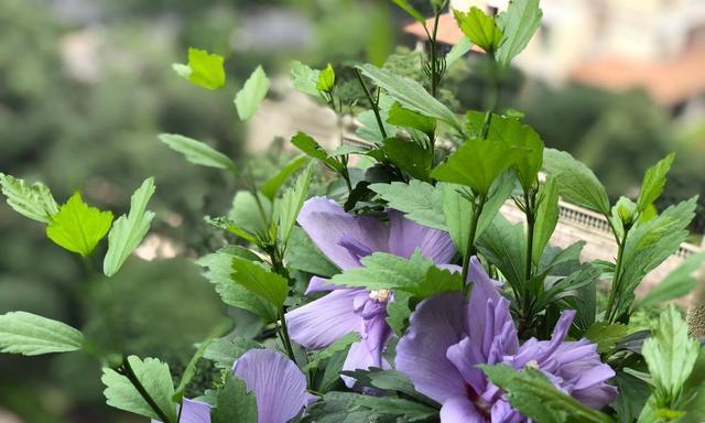 木槿花花语是什么？了解木槿花的象征意义和文化背景？