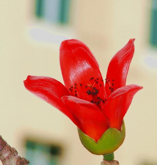 木棉花象征着什么？木棉花的花语和文化意义是什么？